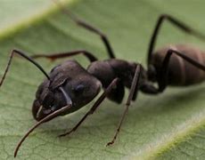 Image result for Crazy Ants