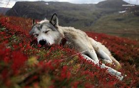 Image result for Wolf Dog Sleep