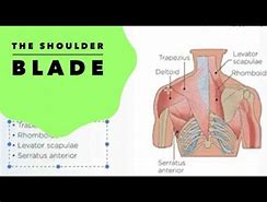 Image result for Muscle Under Shoulder Blade