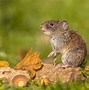 Image result for Meadow Vole and Woodland Volvo