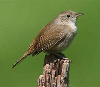 Image result for Small Michigan Birds