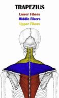 Image result for Inferior Trapezius