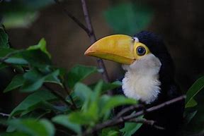 Image result for Toucan Mother