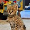 Image result for Serval Cat All Images