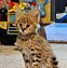 Image result for Serval Cat Meow