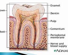 Image result for Pulp Anatomy