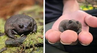 Image result for African Rain Frog