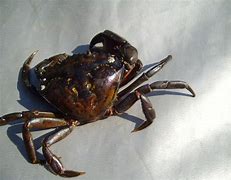 Image result for Hewan Kepiting