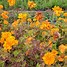 Image result for Flowers Seeds