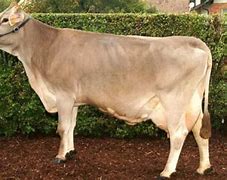 Image result for Brown Swiss Cattle