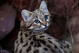 Image result for Black-footed Cat