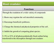 Image result for Cation Exhange Plant Root