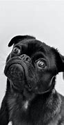 Image result for Thanksgiving Pug Black and White