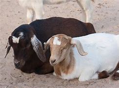 Image result for Male and Female Goat