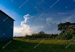 Image result for Sky with Birds Flying