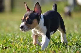 Image result for Miniature Rat Terrier