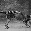 Image result for Tasmanian Tiger Teeth