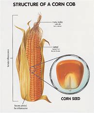 Image result for Anatomy of Corn Plant