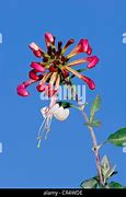 Image result for European Honeysuckle