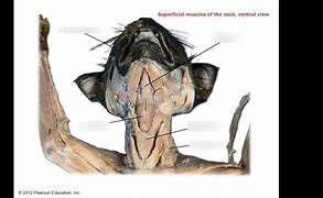 Image result for Cranial Tibial Muscle Dissected Cat