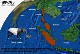 Image result for Tapir Range Map