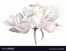 Image result for Peony Bush Vector