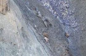 Image result for Snow Leopard Prey