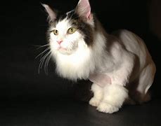 Image result for Cat Lion Haircut