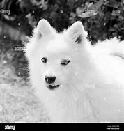 Image result for Korean Yellow Spitz