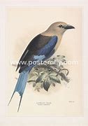 Image result for Blue-Bellied Roller