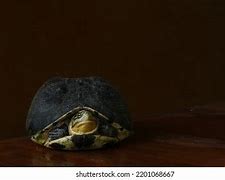 Image result for Turtle Pose