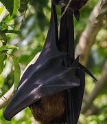 Image result for Pteropus