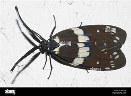 Image result for Moth with Feathery Antennae