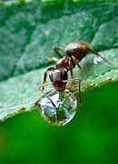 Image result for Ant Drops