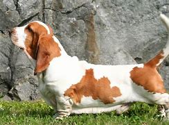 Image result for Tan Basset Hound