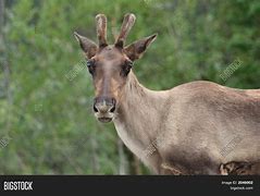 Image result for Female Caribou