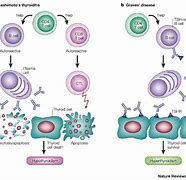 Image result for TSH Receptor Antibodies