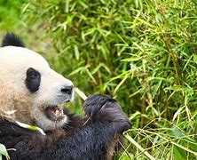 Image result for Panda Eating Fish