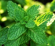 Image result for Spearmint vs Mint Leaves