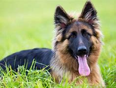 Image result for German Shepherd Mixed Breeds