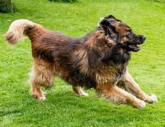 Image result for Leonberger Puppy Growth Chart