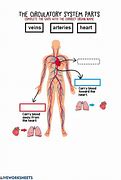 Image result for Label of the Circulatory System