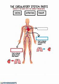 Image result for Human Circulatory System Worksheet