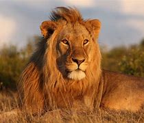 Image result for 5 Lions