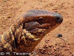 Image result for Tegu Jowls