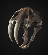 Image result for Sabertooth Skull Photography