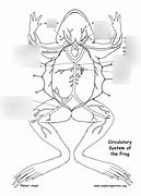 Image result for Frog Circulatory System Diagram