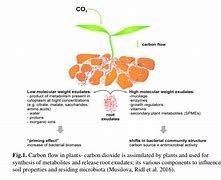 Image result for Cation Exhange Plant Root