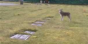 Image result for Maryland Coyote