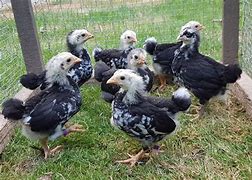 Image result for Chocolate Mottled Silkie Chicks